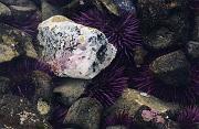 Rock & Urchin 1611